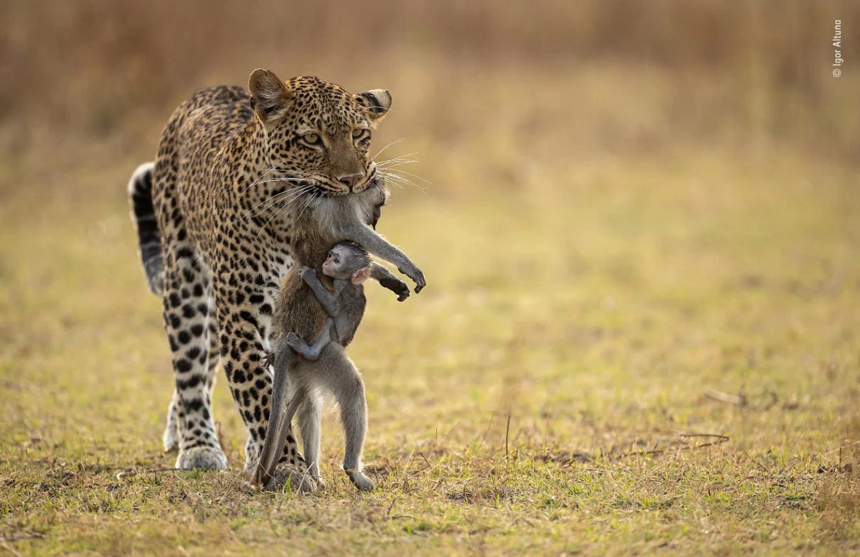 A Leopard named Olimba just killed a Baboon, taken by Igor Altuna