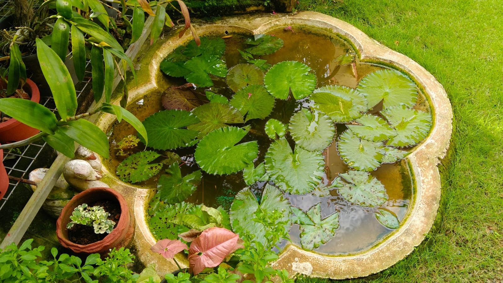 Nymphaea rubra pond