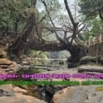 ജീവൻ തുടിക്കുന്ന വേരുപാലത്തിലൂടെ ഒരു സവാരി/കലിക എഴുതിയ ആസാം- മേഘാലയ യാത്രവിവരണം നാലാം ഭാഗം