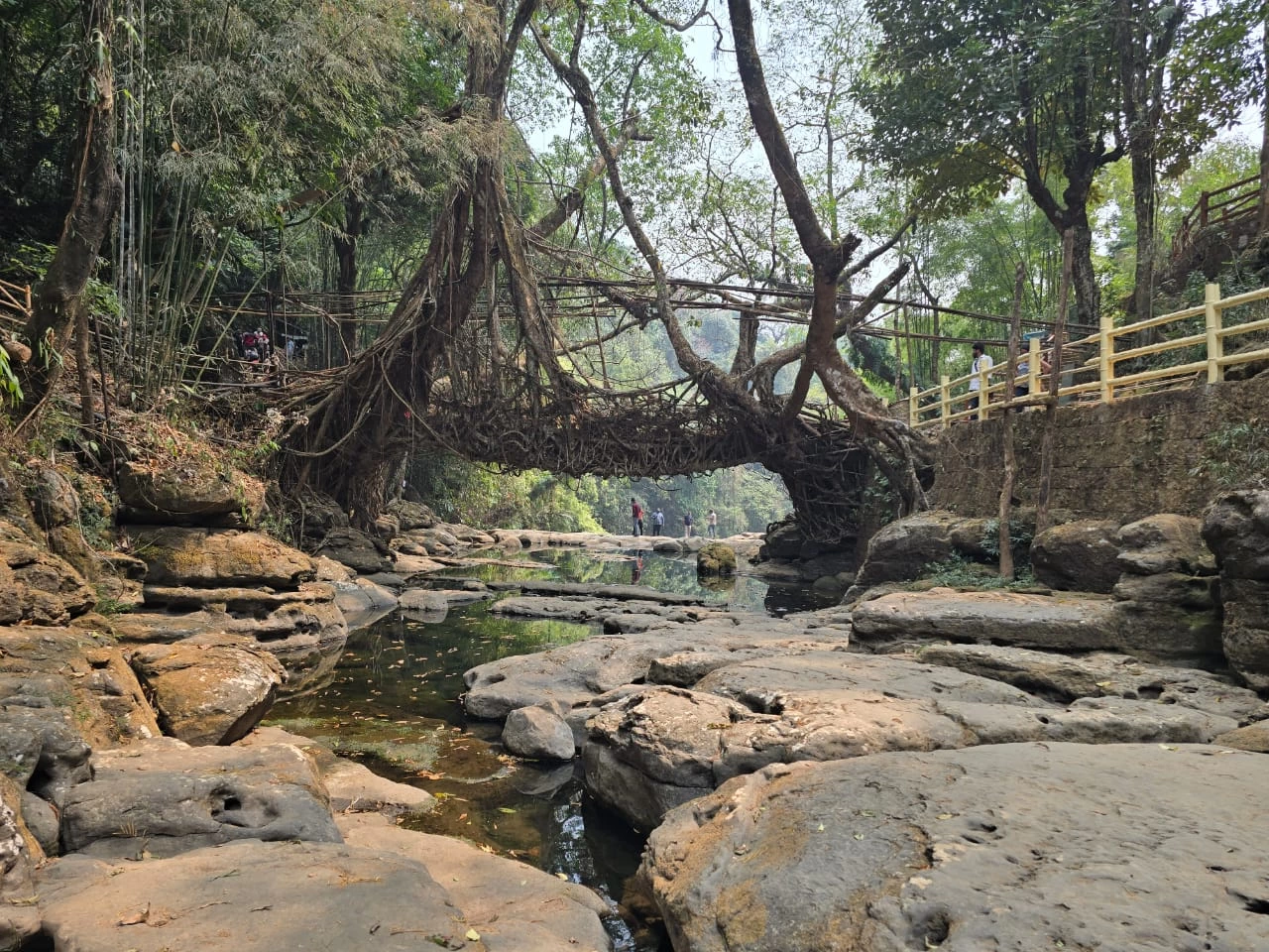 Living root bridge at Mawlynnong in Meghalaya-India
