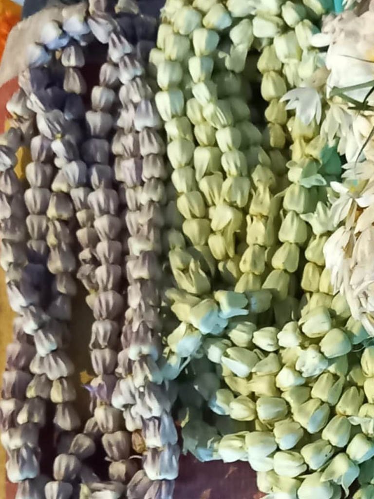 Calotropis gigantea chain at Kashi Vishwanath Temple