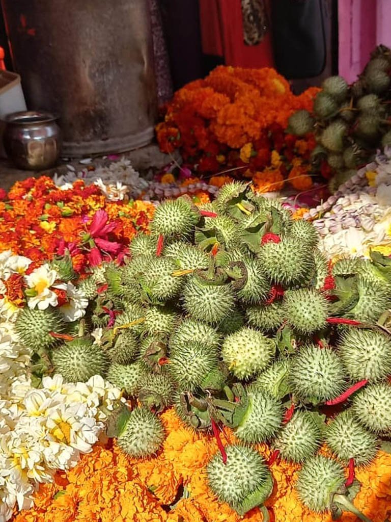 Datura stramonium at Kashi Vishwanath Temple